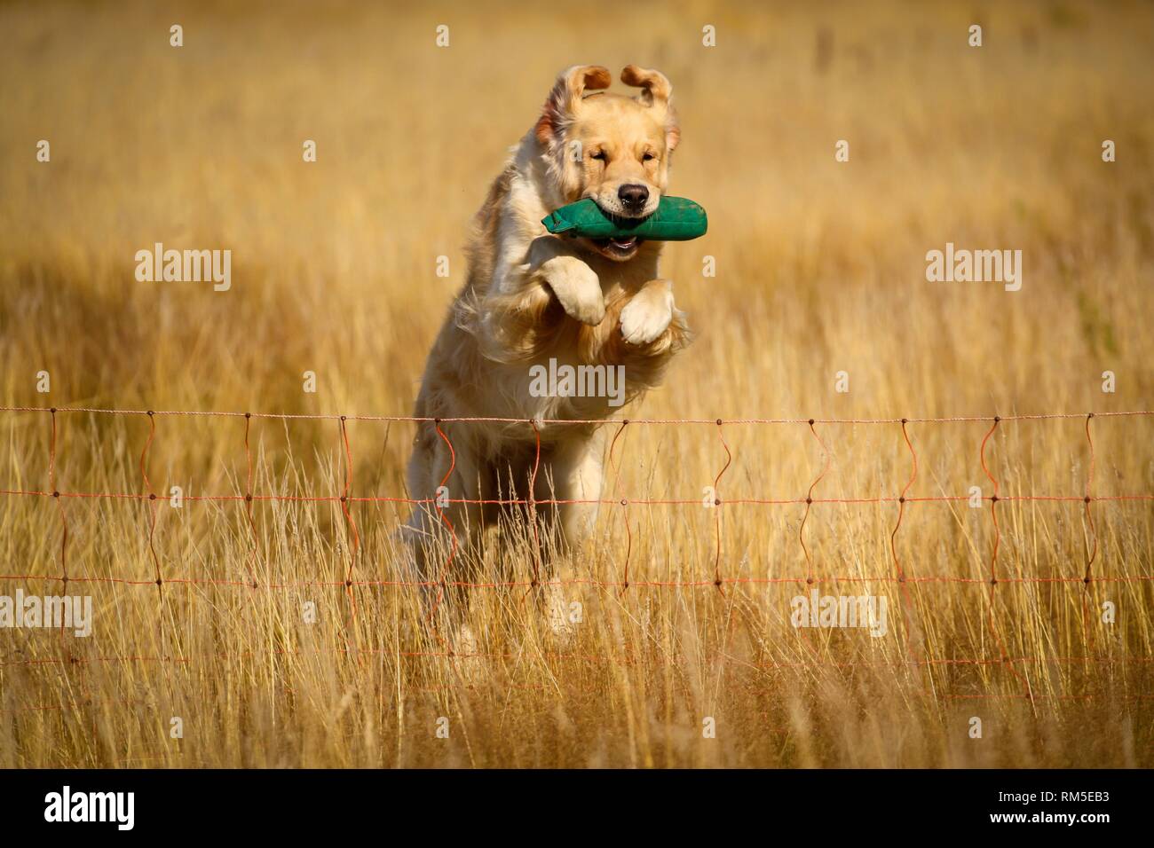 Golden retriever fence hires stock photography and images Alamy
