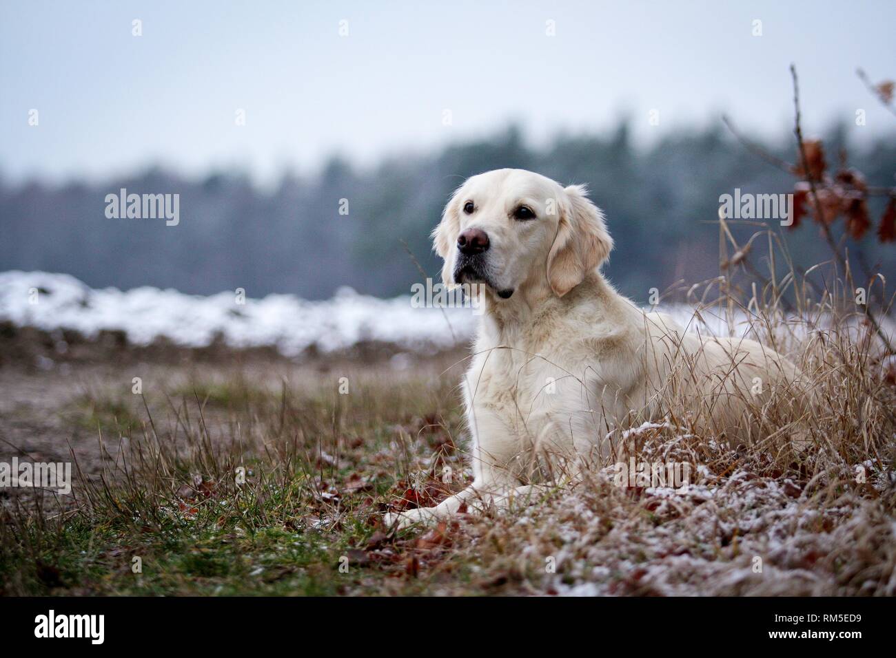 Pale and golden retrievers hi-res stock photography and images - Alamy