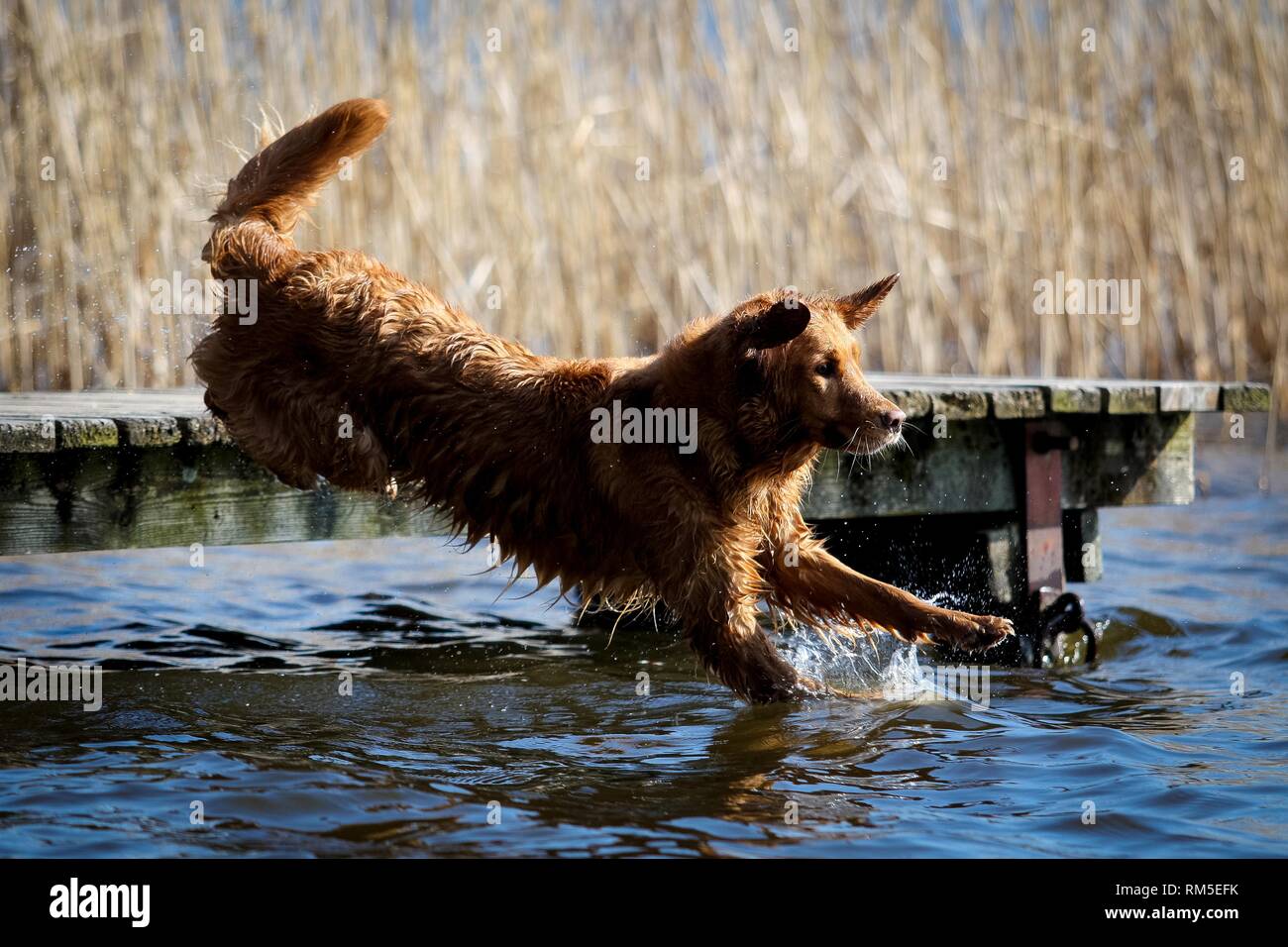 Golden Retriever jumps into the water Stock Photo - Alamy