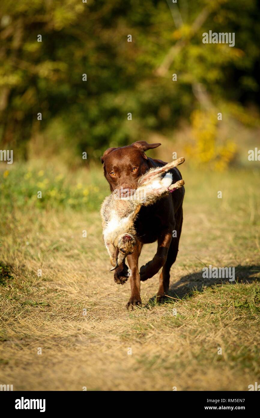 Labrador on rabbit hunt Stock Photo Alamy