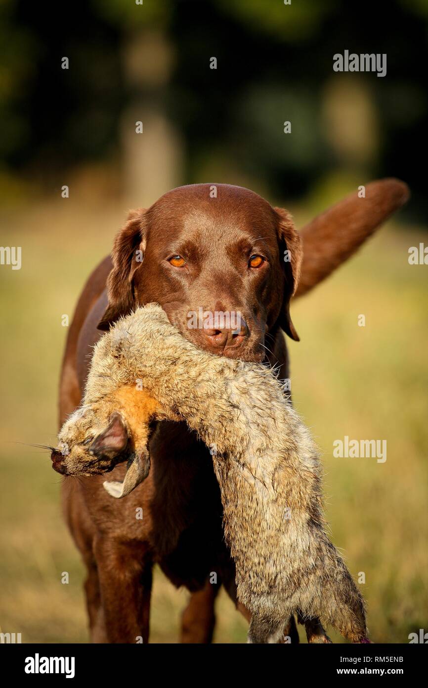 Labrador on rabbit hunt Stock Photo Alamy
