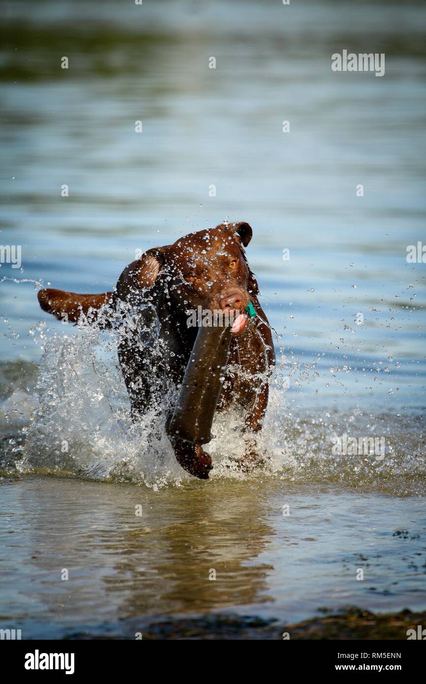 Labrador Retriever with dummy Stock Photo