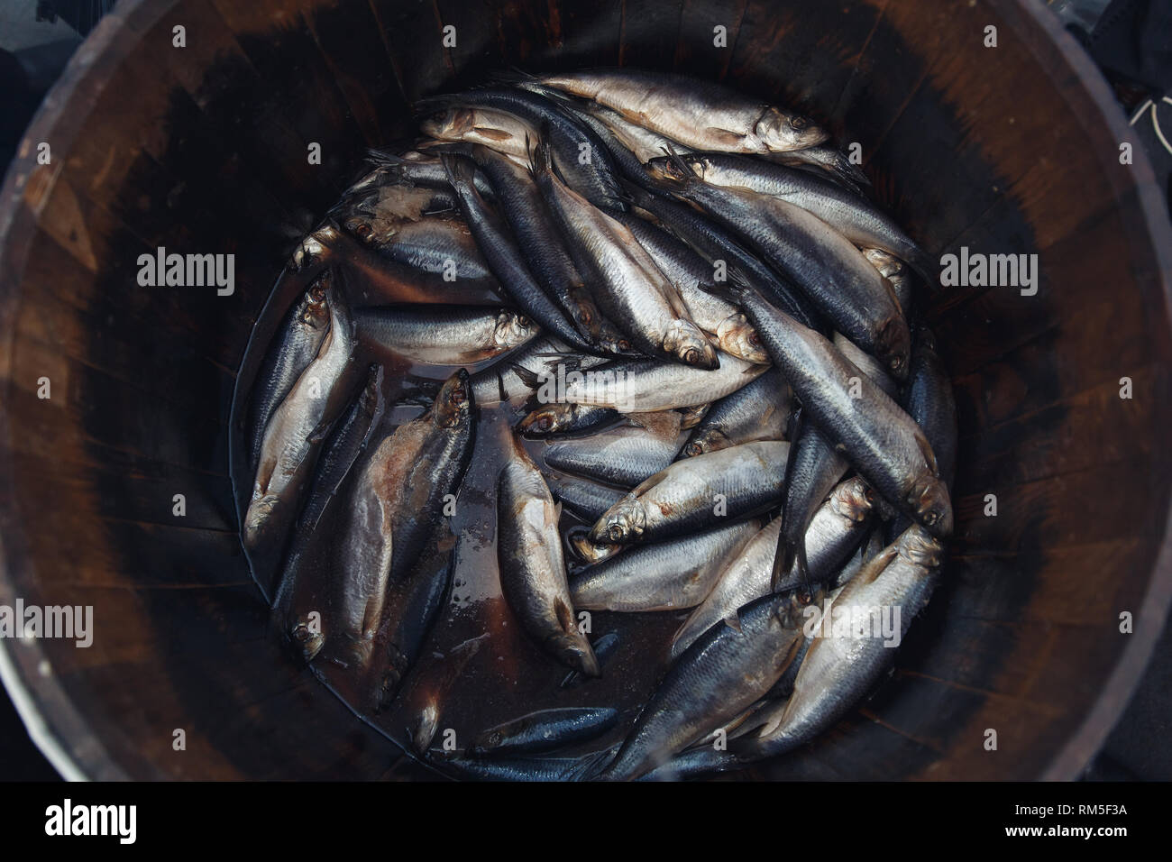 Herring in a wooden barrel sea fish Stock Photo Alamy