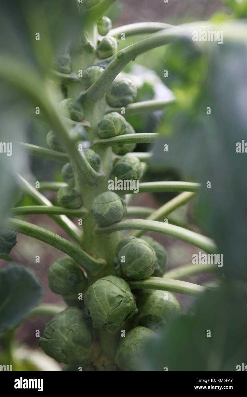 Brussels sprouts on Stalk Stock Photo Alamy