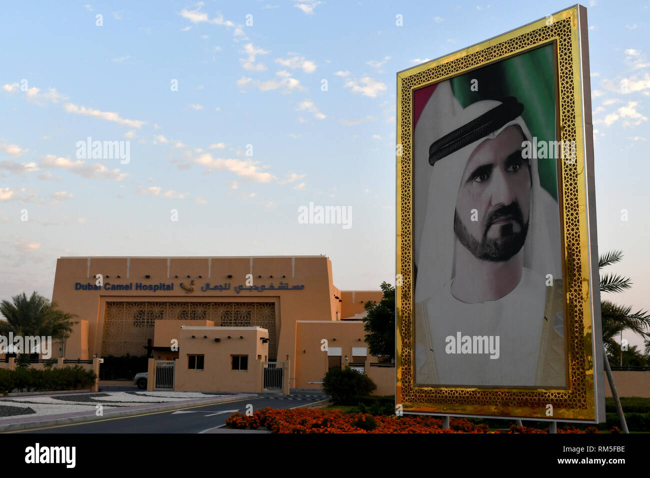 Picture of His Highness Sheikh Mohammed bin Rashid Al Maktoum in front of Dubai Camel Hospital Stock Photo