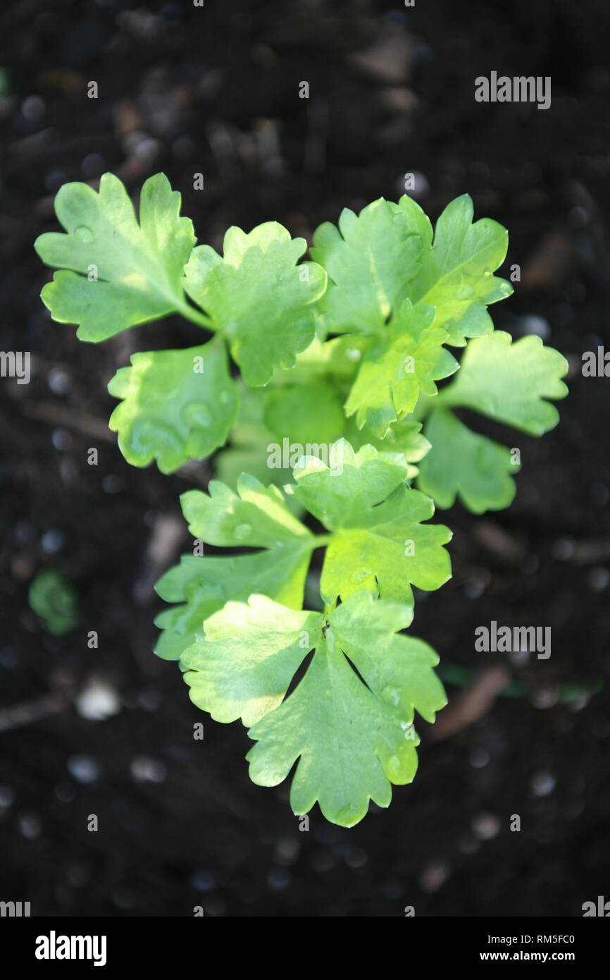 Celery Growing in soil Stock Photo Alamy