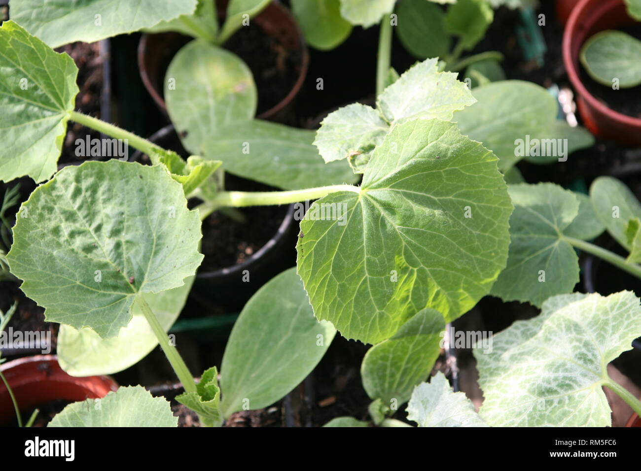 Courgette Seedling growing in pots Stock Photo Alamy