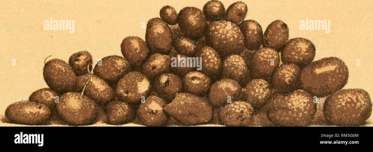 . Annual report of the Board of Control of the State Agricultural Experiment Station at Amherst, Mass. Agriculture -- Massachusetts Periodicals. Polaris (Potatoes Raised in 1888). ]sro. 4.. Colorado Wild Potatoes (Raised in iSSS). Wftli^^T 3r Pomp, ffi,/vTfNG Ct)., StA^S PttHTlR. Please note that these images are extracted from scanned page images that may have been digitally enhanced for readability - coloration and appearance of these illustrations may not perfectly resemble the original work.. Massachusetts State Agricultural Experiment Station. [S. l. : s. n. ] Stock Photo