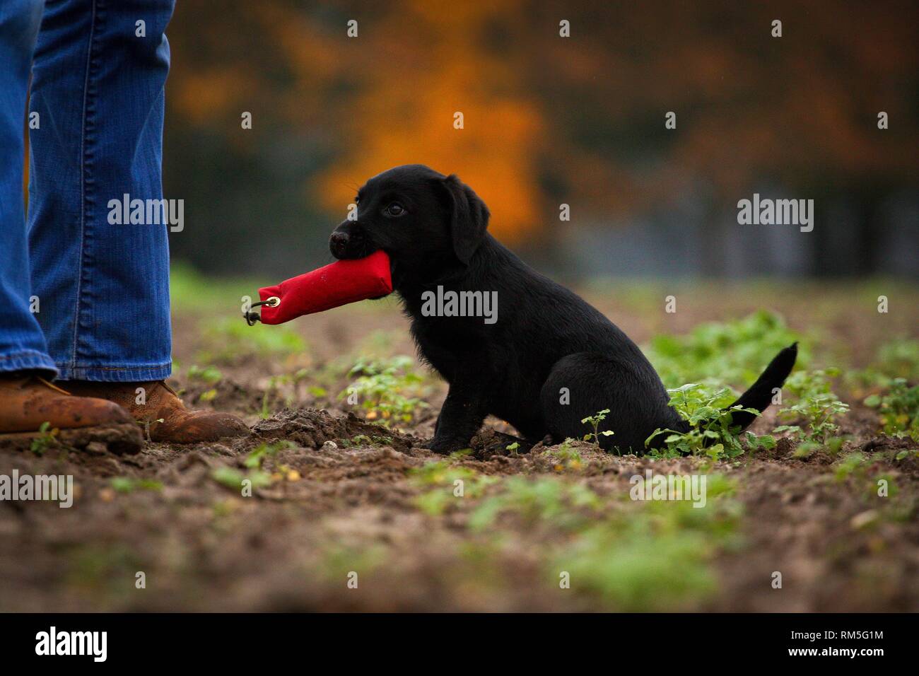 Labrador Retriever Puppy Stock Photo