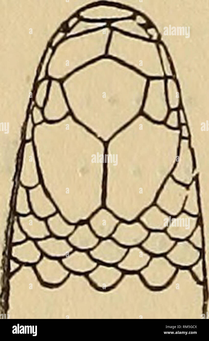 black and yellow 12a