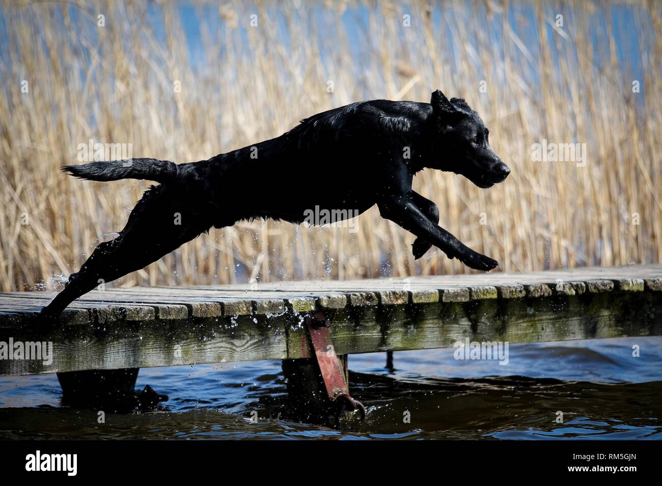 Black Labrador Jumping Into Water High Resolution Stock Photography and