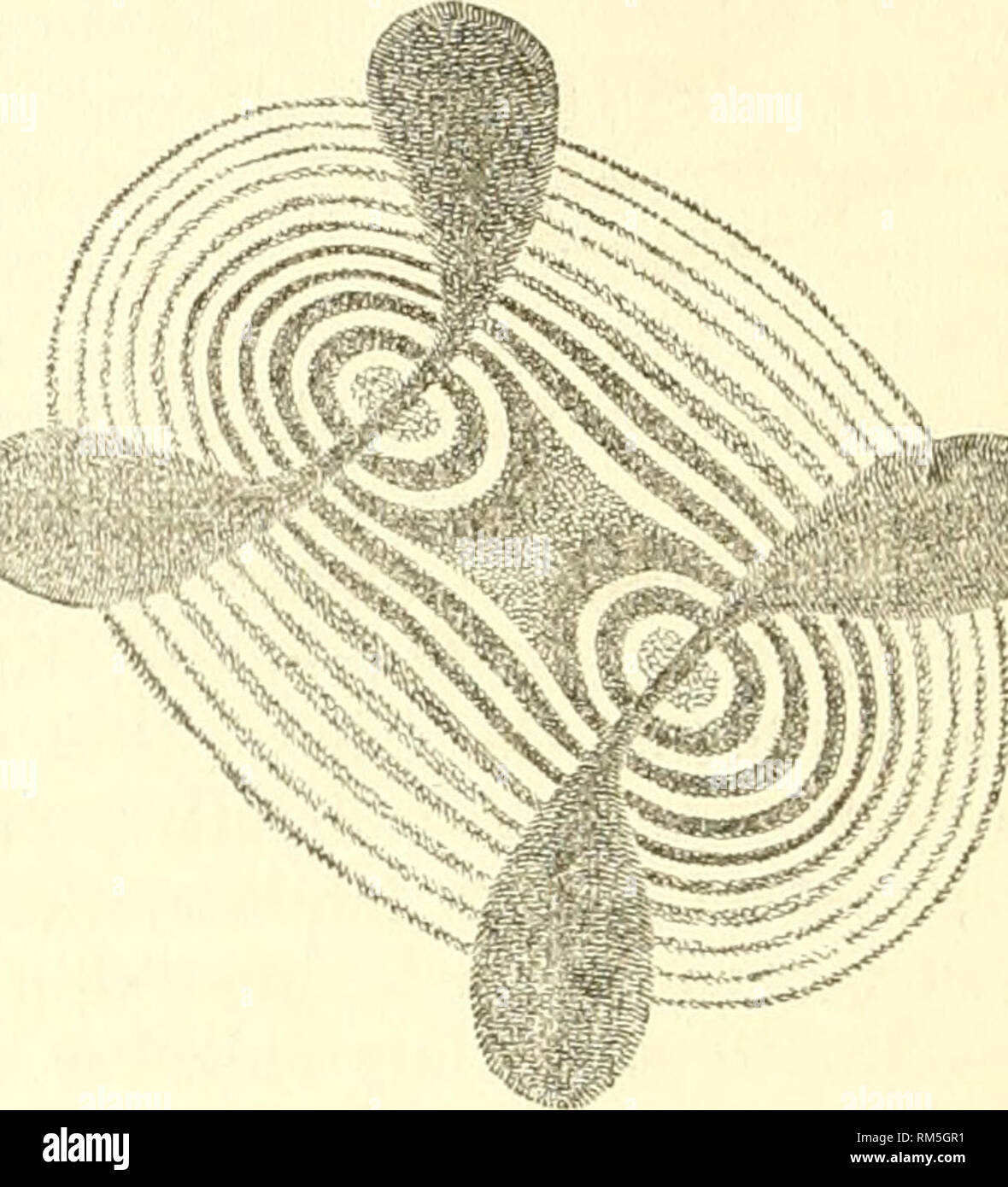 . Annual report of the Board of Regents of the Smithsonian Institution. Smithsonian Institution; Smithsonian Institution. Archives; Discoveries in science. w. Fis. 25. Fi-. 26. into coincidence with the plane of polarization of the incident light, and the analyzer being crossed upon the polarizer, a system of lemniscate curves is seen, like that shown in Fig. 25, intersected by a dark cross, of which the bar coinciding in direction with the plane of the axes is longest. If the analyzer be turned 90°, the colors become complementary, and the cross becomes white; but if, the analyzer and polariz Stock Photo