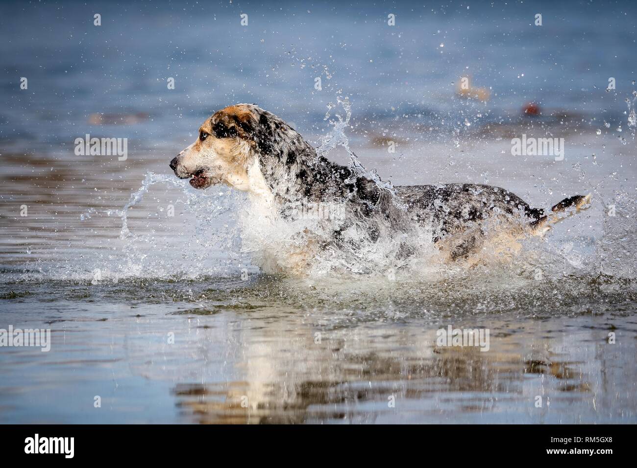 Louisiana Catahoula Leopard Dog in the water Stock Photo Alamy