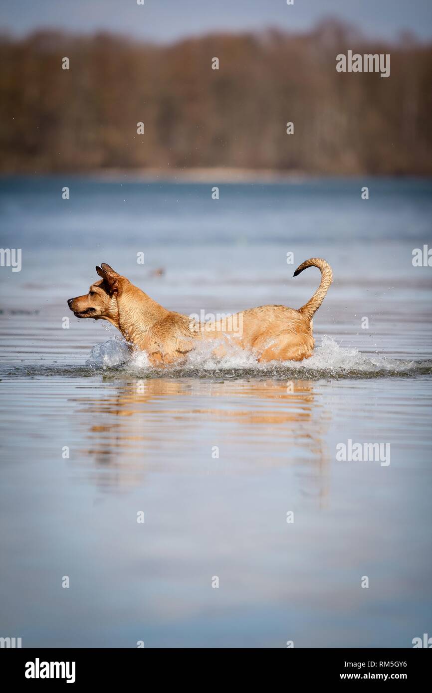 Louisiana Catahoula Leopard Dog in the water Stock Photo Alamy