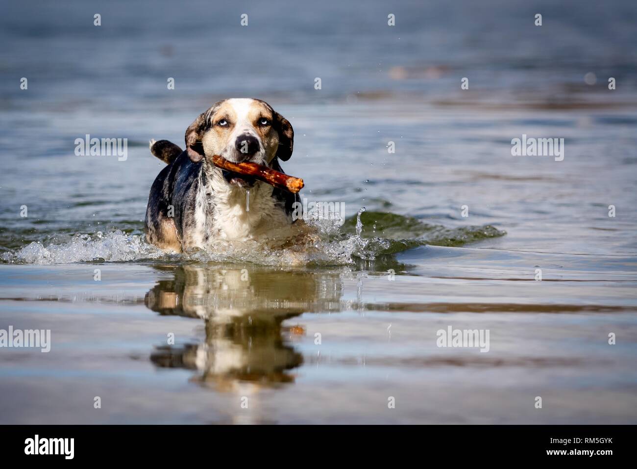 Louisiana Catahoula Leopard Dog in the water Stock Photo Alamy