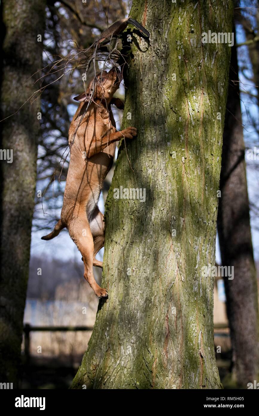 catahoula leopard dog tree