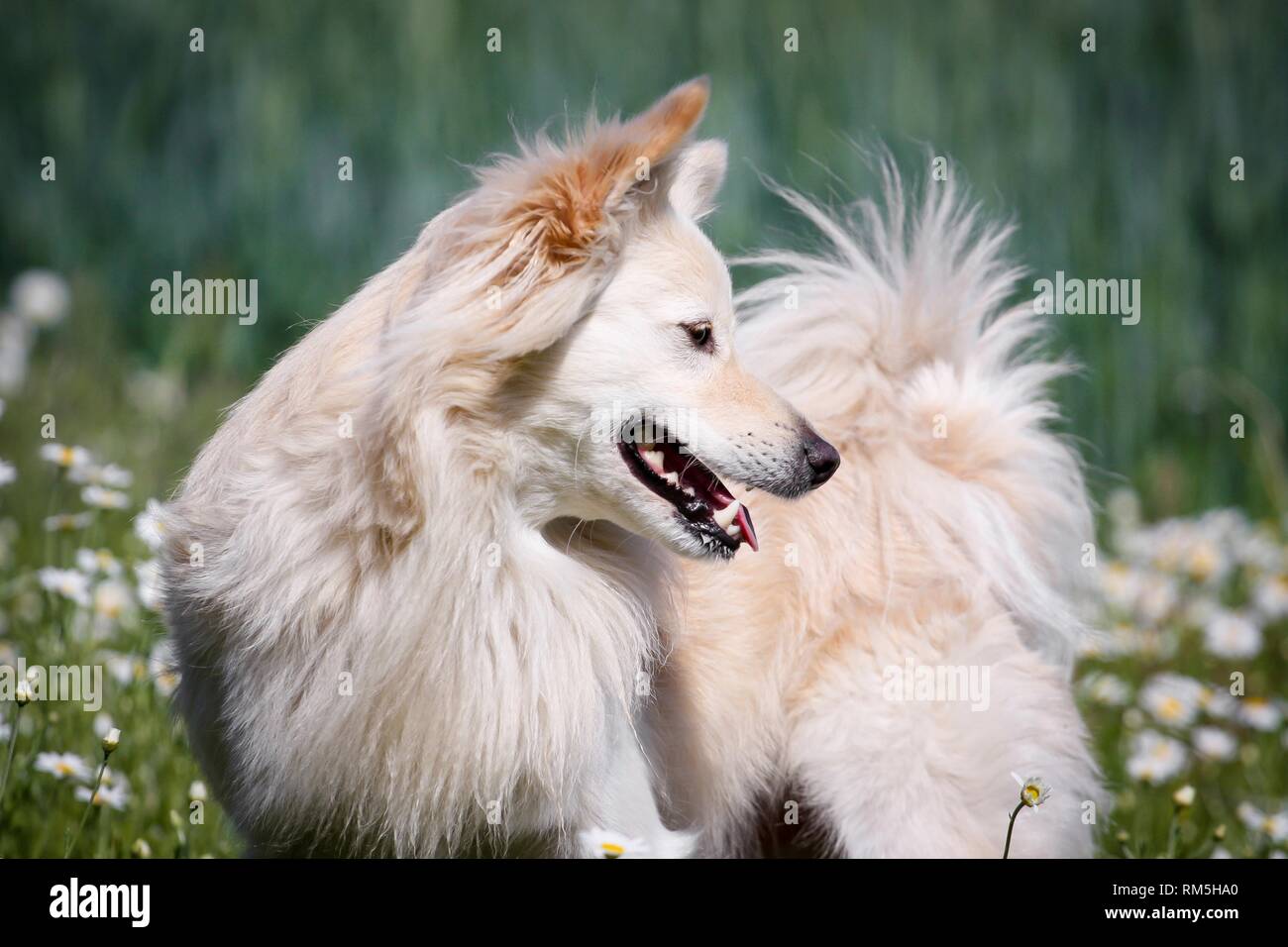Spitz Mongrel High Resolution Stock Photography And Images Alamy