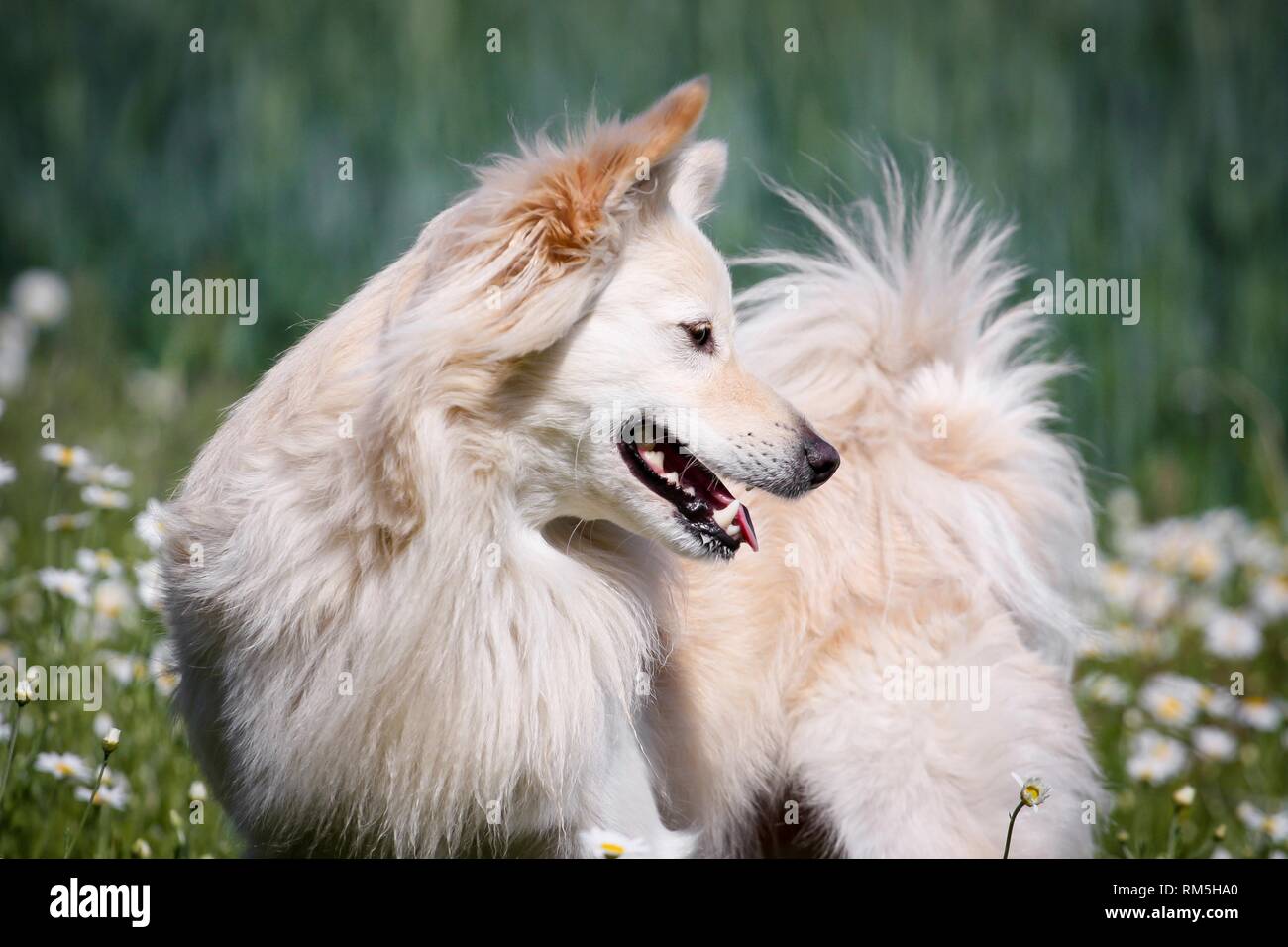 Spitz Mongrel High Resolution Stock Photography And Images Alamy Spitz Mongrel High Resolution Stock Photography And Images Alamy