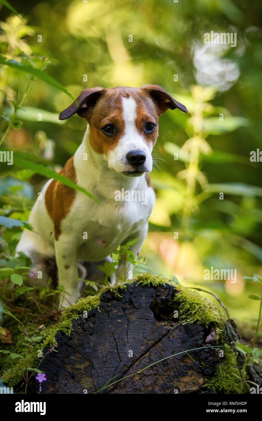 sitting Jack-Russell-Pug-Mongrel Stock Photo - Alamy