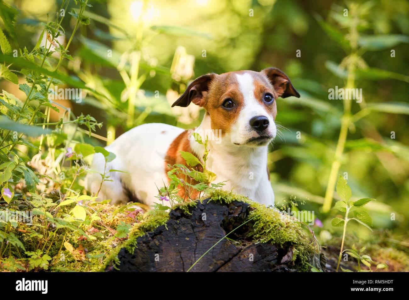 Jack russell cross pug hires stock photography and images Alamy