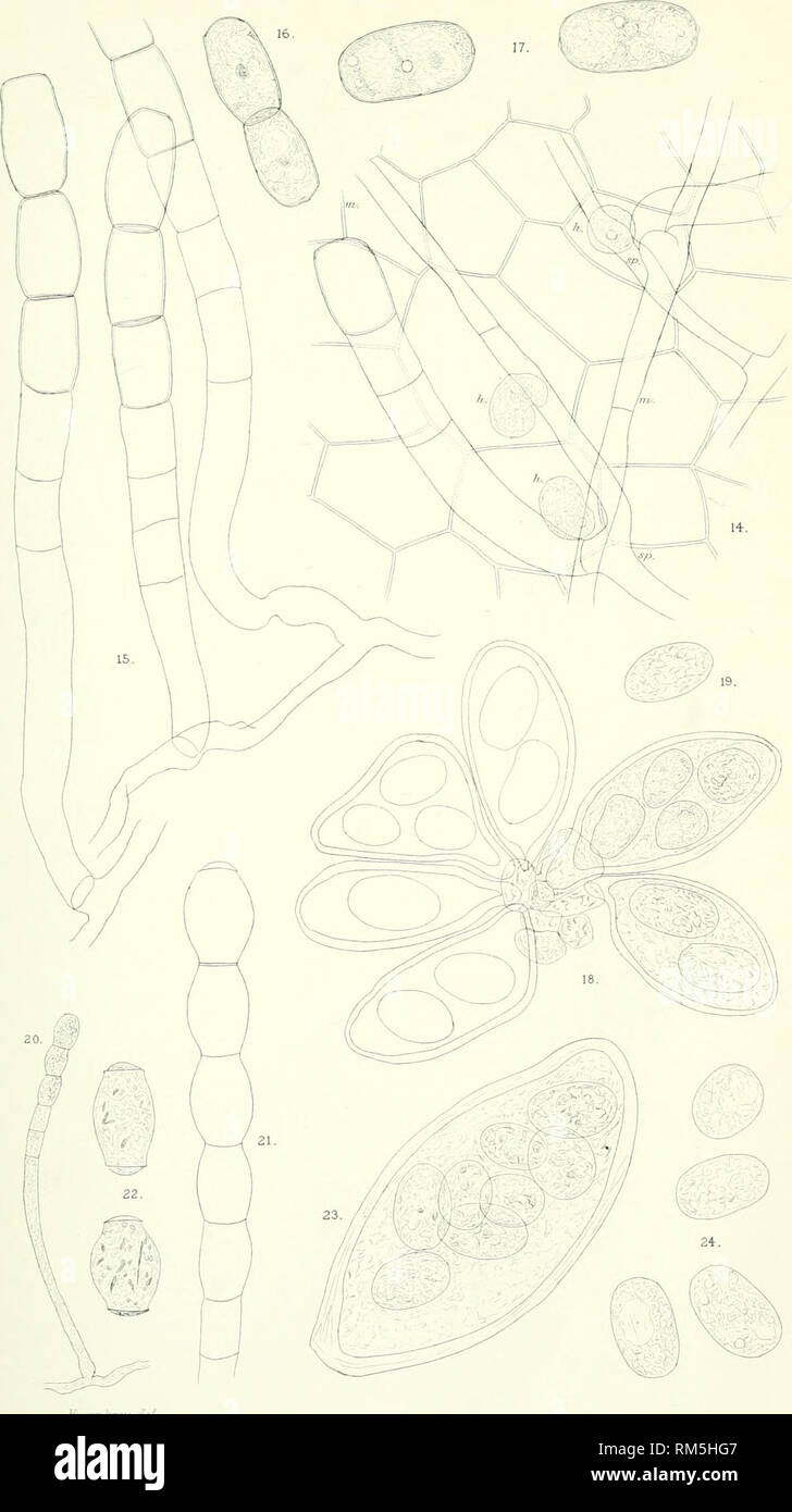 . Annual report of the Board of Control of the State Agricultural Experiment Station at Amherst, Mass. Agriculture -- Massachusetts Periodicals. PLATE in.. i-j :Kvh^ey, del. POWDERY MILDEWS. Please note that these images are extracted from scanned page images that may have been digitally enhanced for readability - coloration and appearance of these illustrations may not perfectly resemble the original work.. Massachusetts State Agricultural Experiment Station. [S. l. : s. n. ] Stock Photo