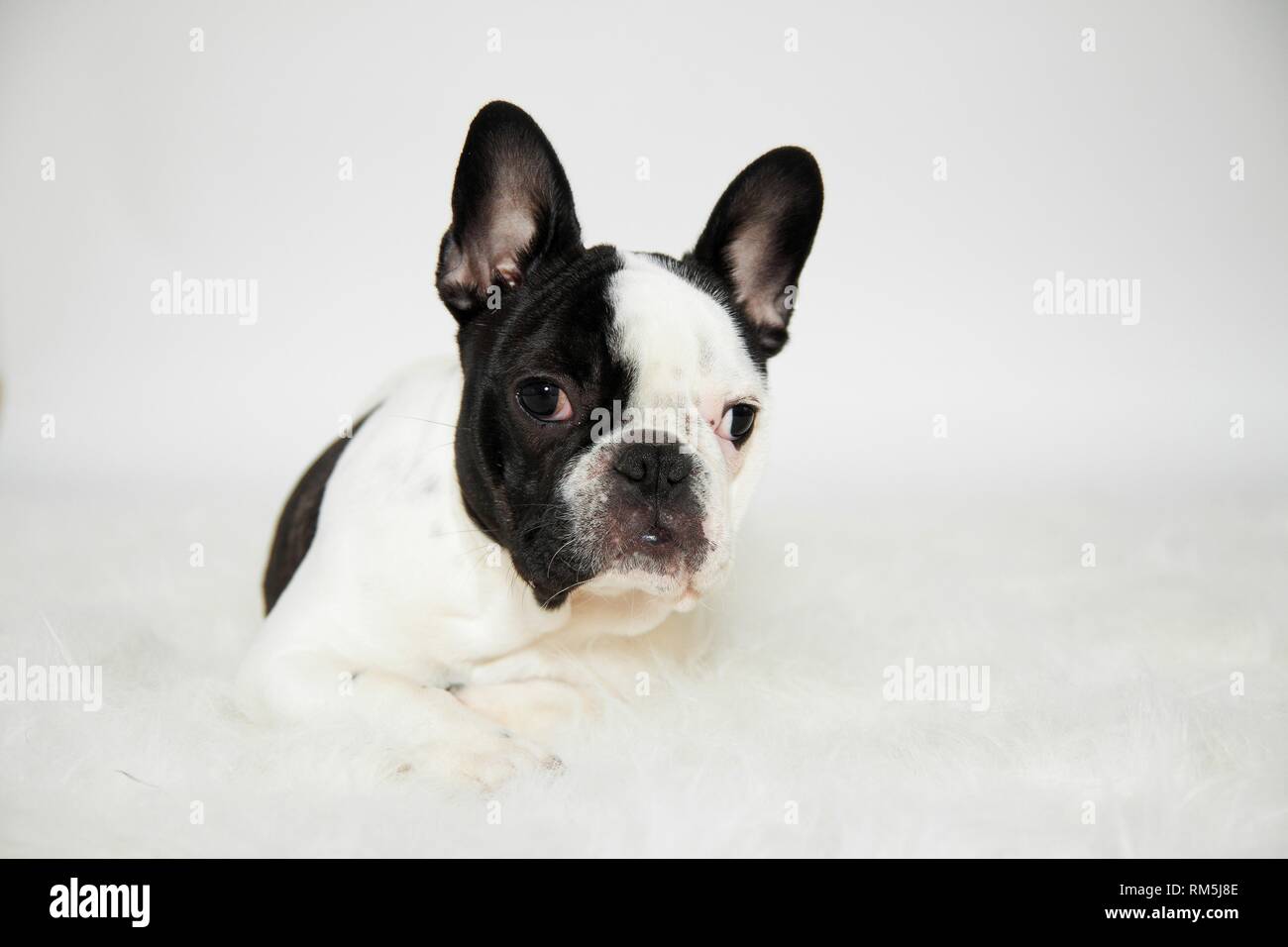 lying French Bulldog Stock Photo