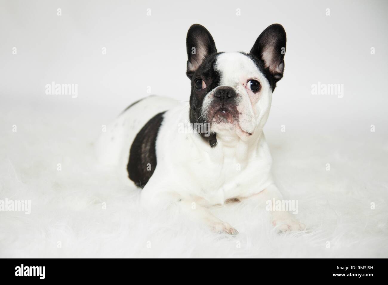 lying French Bulldog Stock Photo