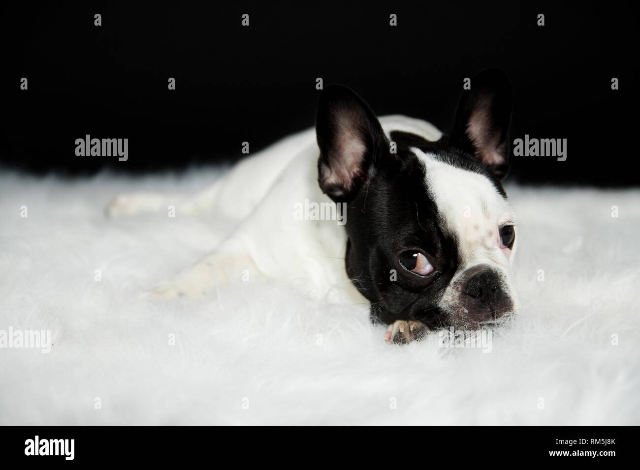 lying French Bulldog Stock Photo