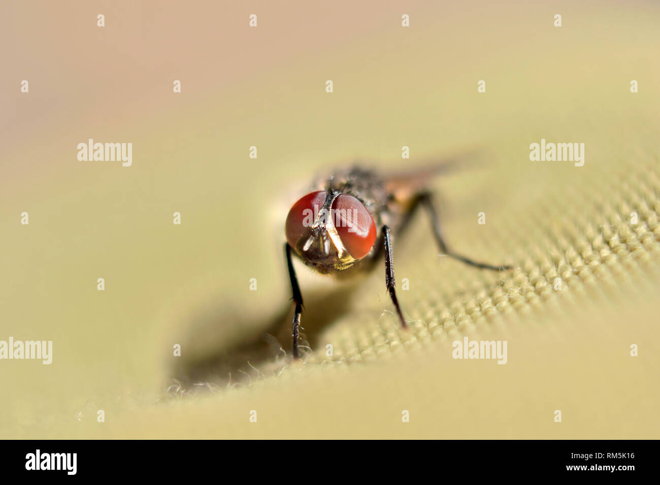 a house fly macro shot sitting on a cloth Stock Photo