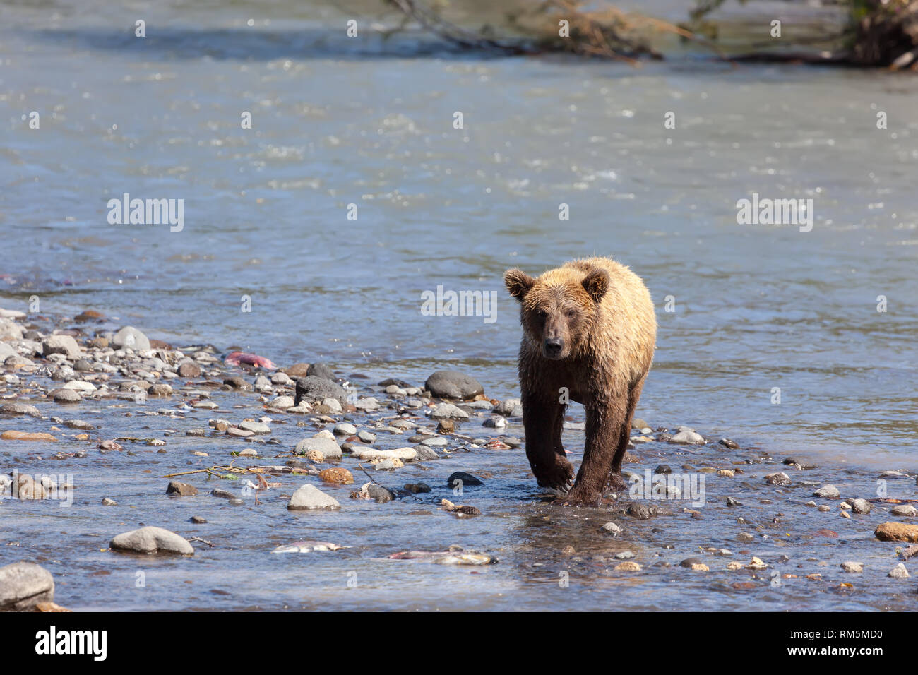 Adult big wild brown bear crosses a river in summer.  front view. Stock Photo