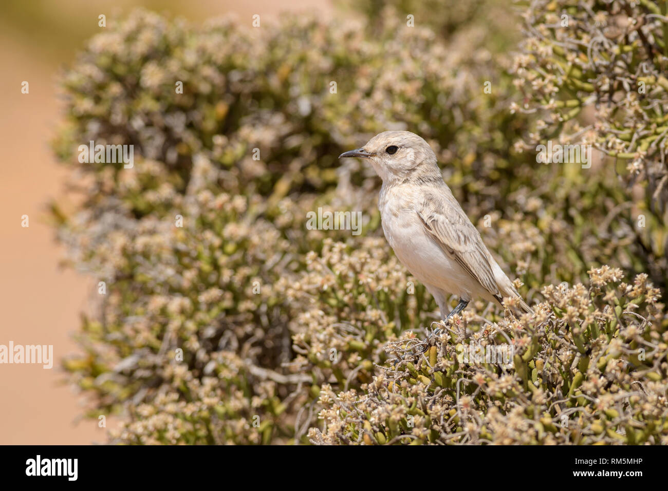 Tractrac Chat - Cercomela tractrac, beautiful perching bird from southern Africa, Namib desert, Walvis Bay, Namibia. Stock Photo