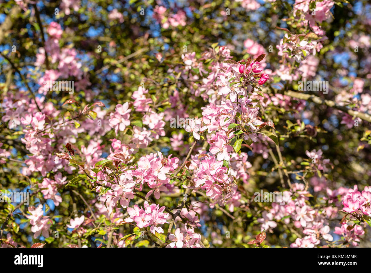 Pink cherry blossom, spring flowers background Stock Photo - Alamy