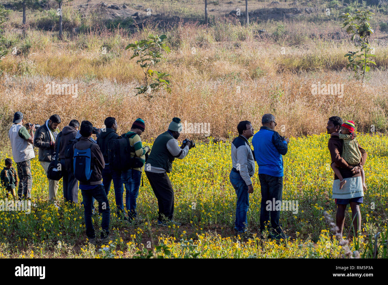 Photographers in sunflower field, Andhra Pradesh India, Asia Stock Photo