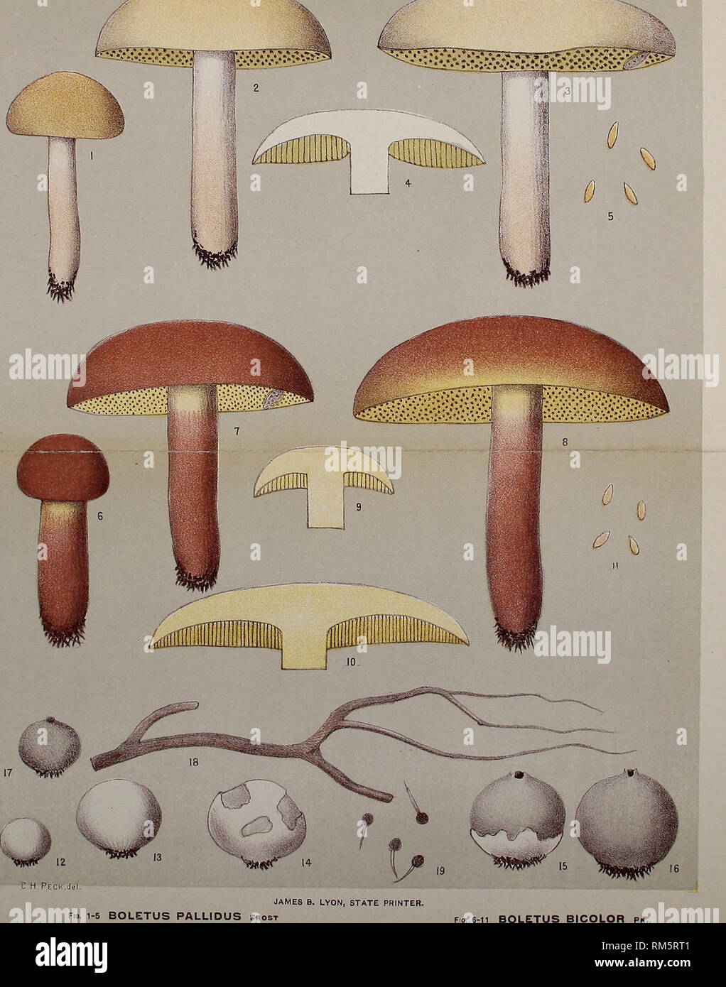 . Annual report of the Regents. New York State Museum; Science. N. Y. State Mua. 55. EDIBLE FUNGI.. PALE BOLETUS Fio. 12-19 BOVISTA PLUMBEA pehs. LEAD COLORED BOVISTA TWO COLORED BOLETUS. Please note that these images are extracted from scanned page images that may have been digitally enhanced for readability - coloration and appearance of these illustrations may not perfectly resemble the original work.. New York State Museum; University of the State of New York. Board of Regents. Albany : J. B. Lyon, State Printer Stock Photo