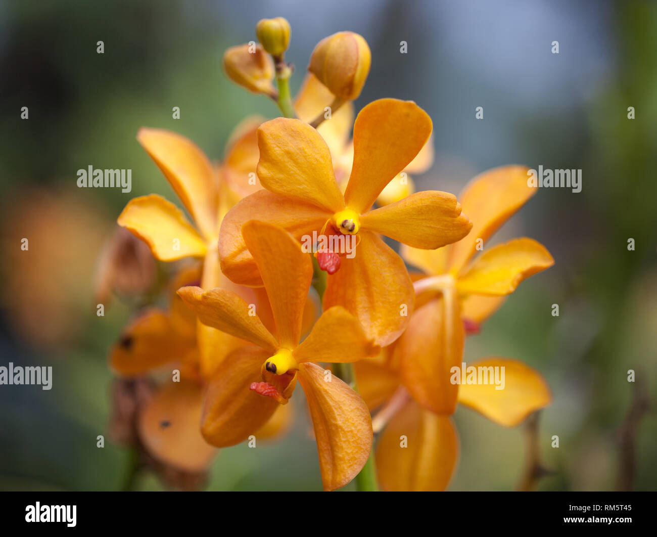 Close up beautiful orange orchid. Macro photo Stock Photo