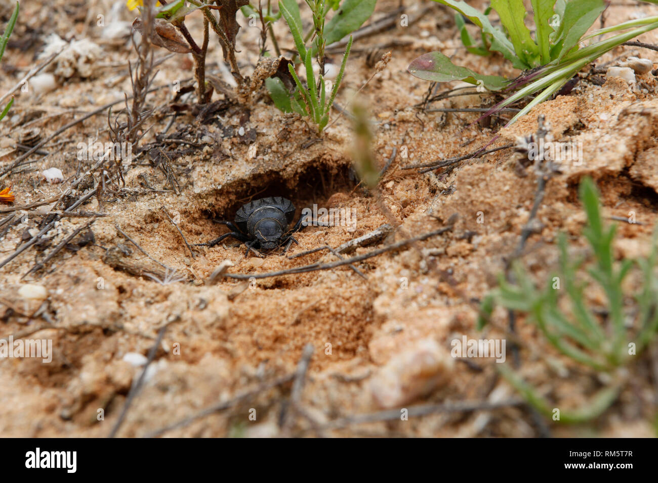 Scarab to build his burrow. Stock Photo