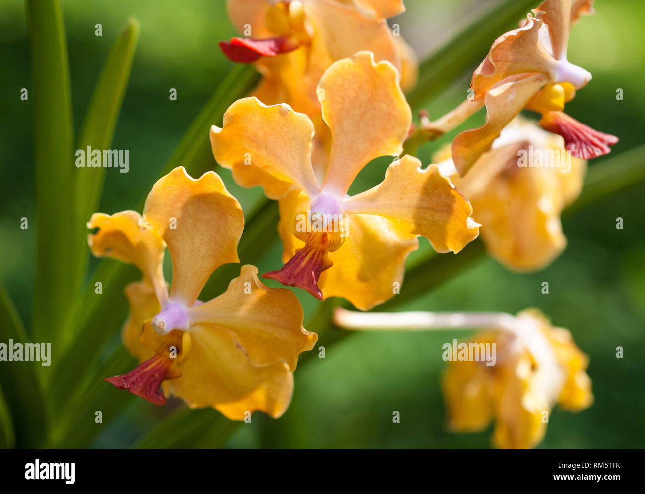 Close up beautiful orange orchid. Macro photo Stock Photo