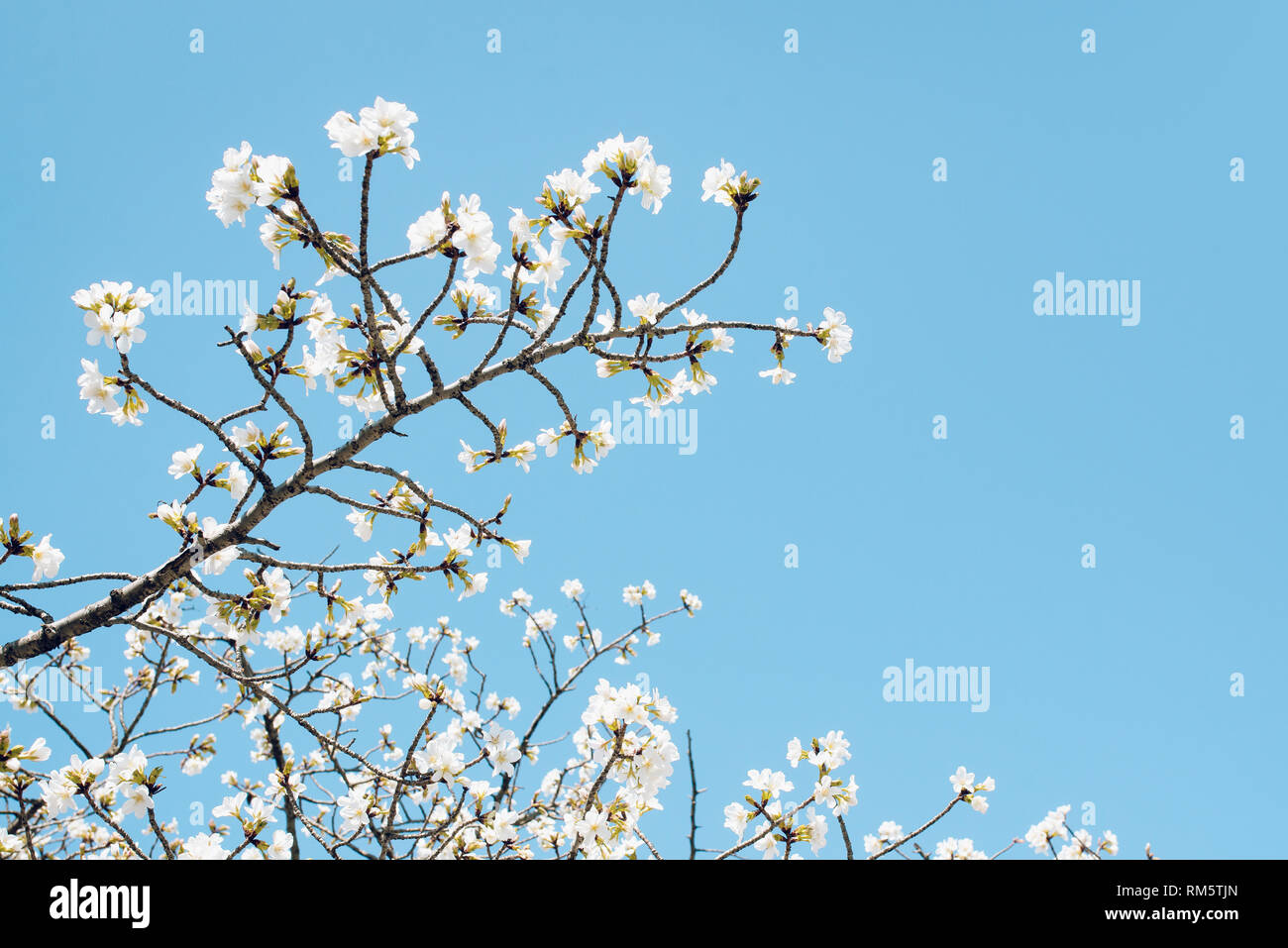 Beautiful cherry blossom sakura in spring time over blue sky Stock ...