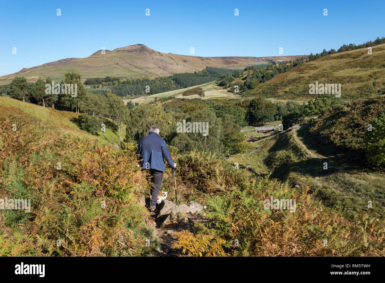 Man walking his dog in hills around Dove Stone reservoir, Greenfield, Peak District, England. Aldermans hill in the background. Stock Photo