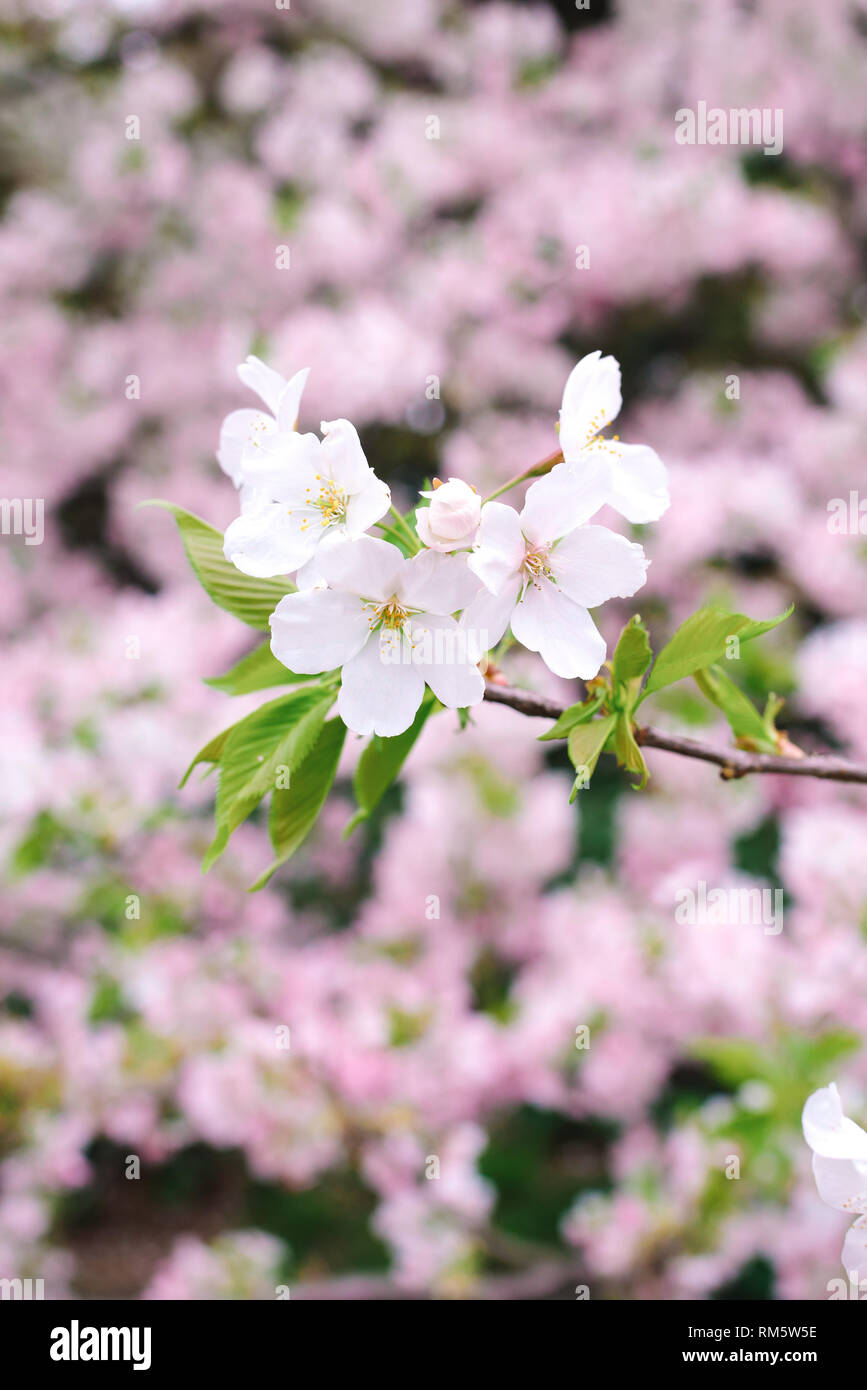 Beautiful cherry blossom sakura in spring time Stock Photo - Alamy