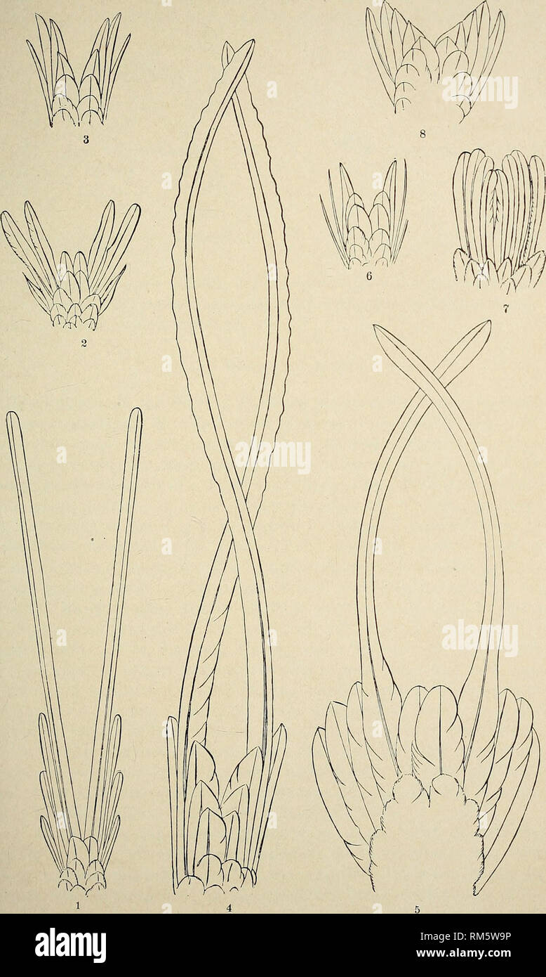. Annual report of the Board of Regents of the Smithsonian Institution. Smithsonian Institution; Smithsonian Institution. Archives; Discoveries in science. Report of National Museum, 1890.—Ridgway. Plate XXIV.. Outlines of Tails of Humming Birds. Fig. 1. Thaumastura cora. Fig. 2. Chcetocereus jourdani. Fig. 3. Calothorax lucifer. Fig. 4. Arthur us poly tnvus. Fig. 5. Topaza petta. Fig. 6. Acestrura mulsanti. Fig. 7. Myrtis fanny. Fig. 8. Trochihis colubris.. Please note that these images are extracted from scanned page images that may have been digitally enhanced for readability - coloration a Stock Photo