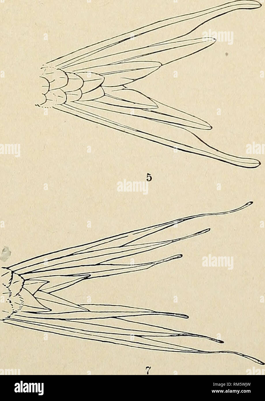 . Annual report of the Board of Regents of the Smithsonian Institution. Smithsonian Institution; Smithsonian Institution. Archives; Discoveries in science. Outlines of Tails of Humming Birds. Fig. i. Sporadinus elegans. Fig. 2. Heliomaster furcifer. Fig. 3. Popelairia langsdorfi. Fig. 4. Ptochoptera iolcema. Fig. 5. Tilniatnra duponti. Fig. 6. Rhodopis vesper. Fig. 7. Popelairia conversi.. Please note that these images are extracted from scanned page images that may have been digitally enhanced for readability - coloration and appearance of these illustrations may not perfectly resemble the or Stock Photo