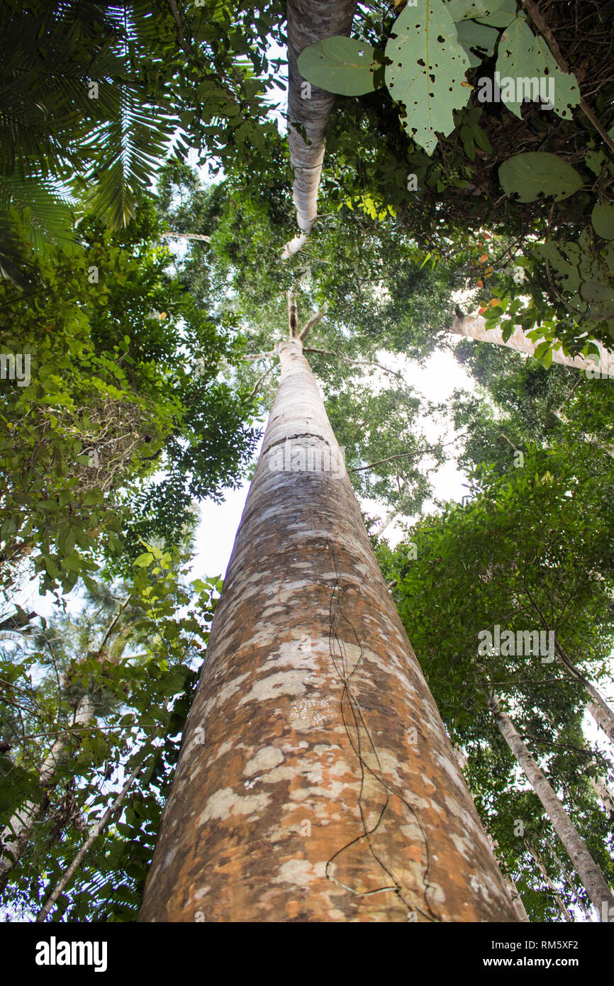 Queenland Kauri Trees at Paronella Park, Australia Stock Photo