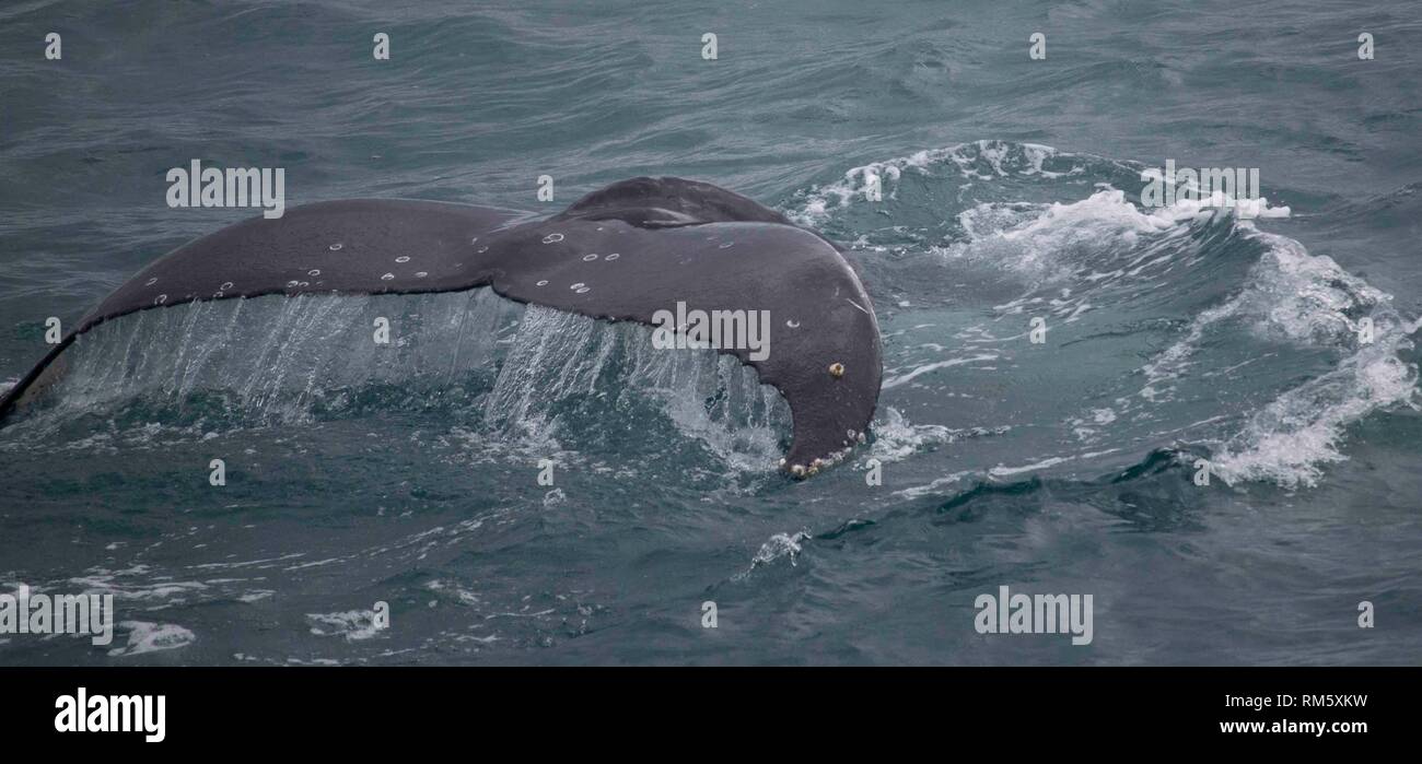 Humpback whale flippers hi-res stock photography and images - Alamy