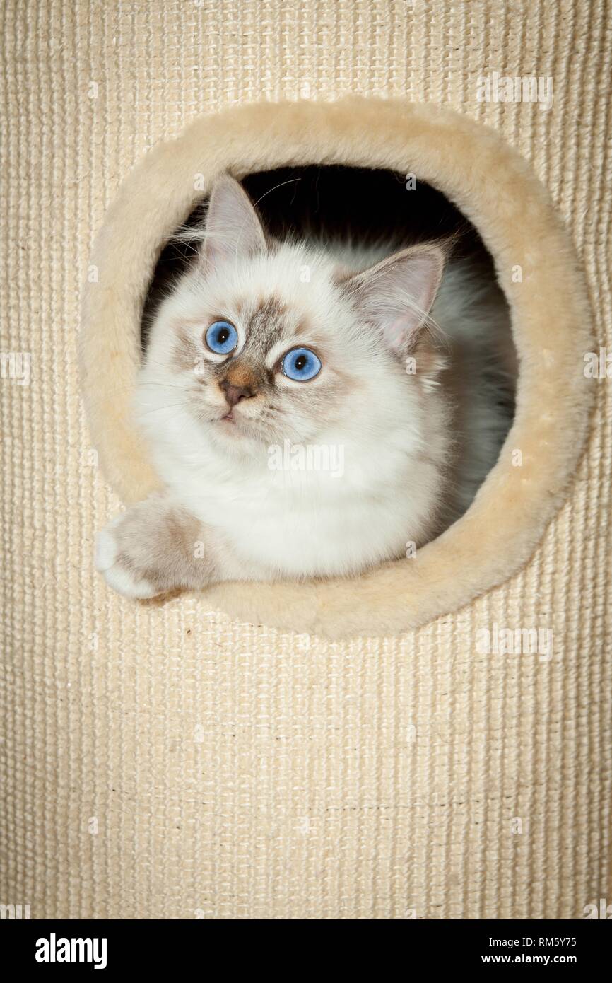lying Sacred Birman Stock Photo - Alamy