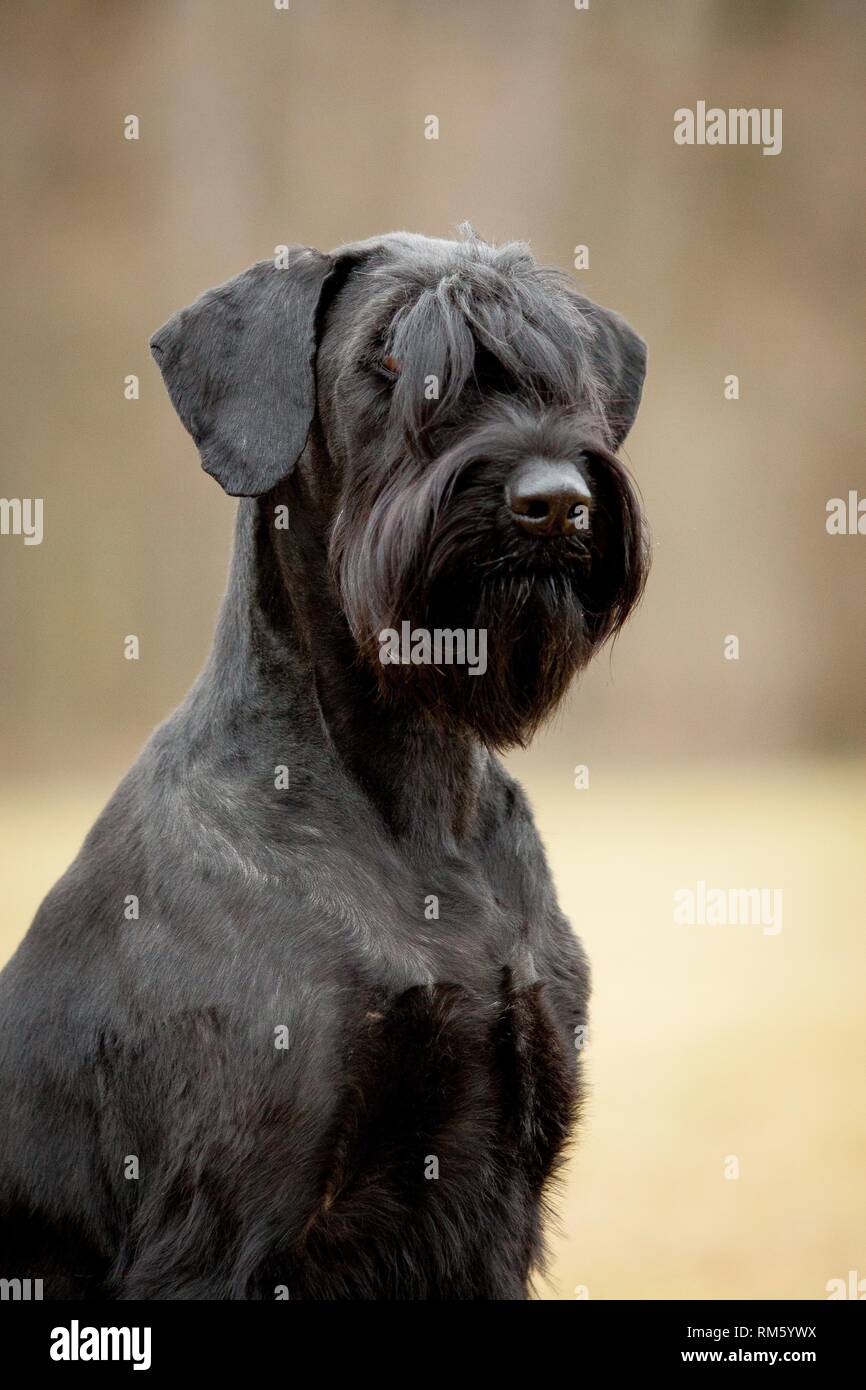 Giant Schnauzer Portrait Stock Photo Alamy