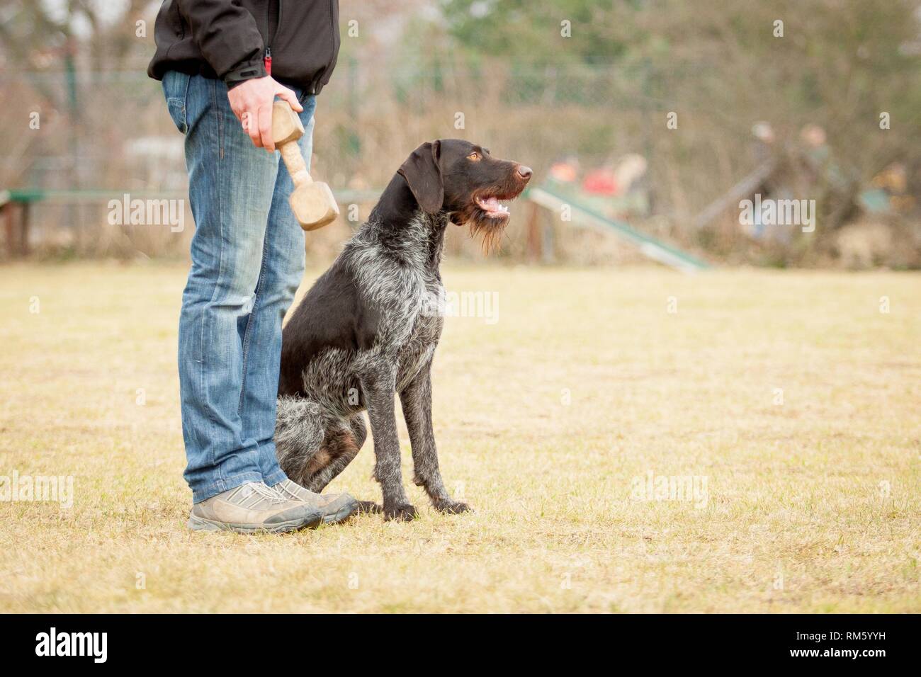 sitting German wirehaired Pointer Stock Photo