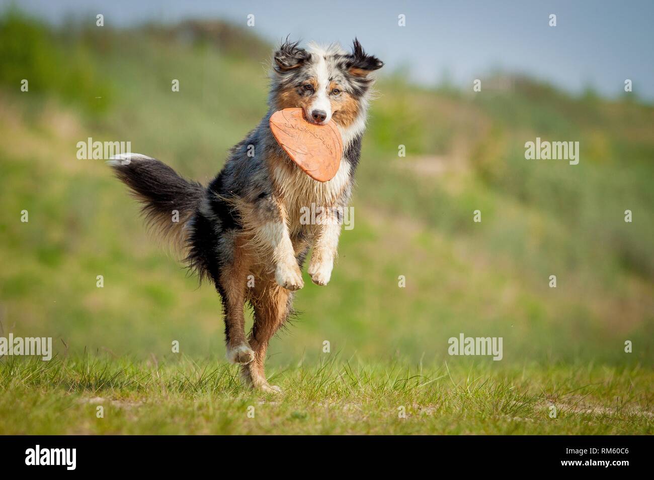 australian shepherd frisbee
