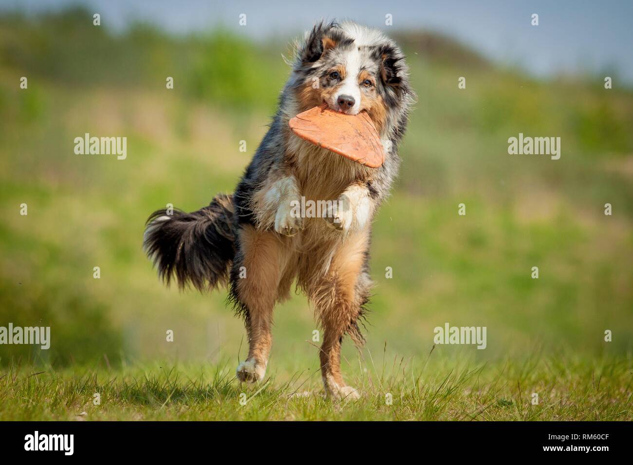 australian shepherd frisbee