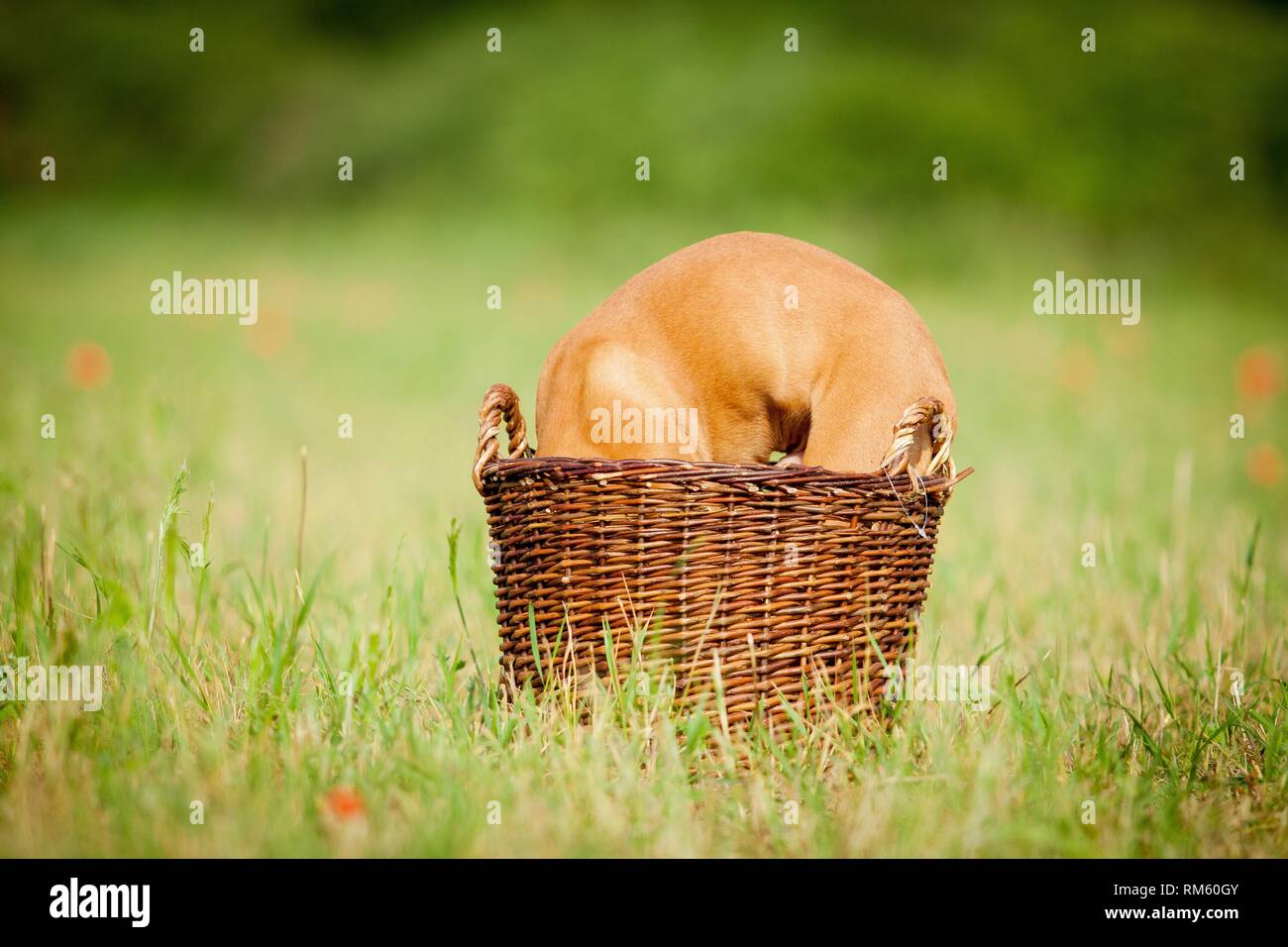 magyar vizsla welpen 8 wochen